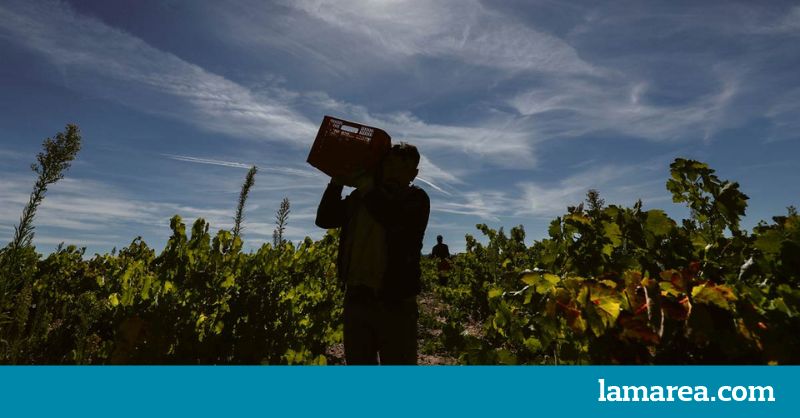 Miedo Y Asco En El Bierzo Las Uvas De La Vida Lamarea