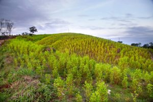 coca colombia