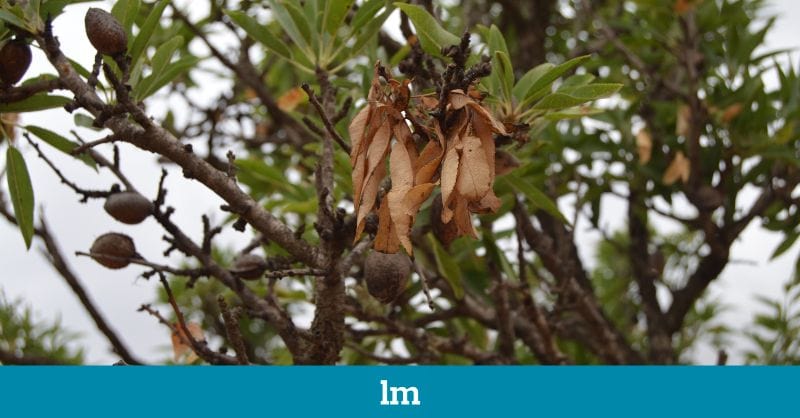 Xylella fastidiosa: la bacteria que deseca Alicante y Baleares y que ahora amenaza a Extremadura