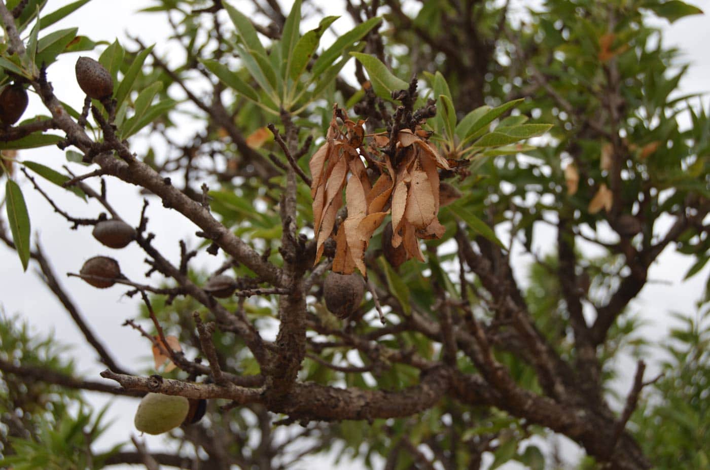 Xylella fastidiosa: la bacteria que deseca Alicante y Baleares y que ahora amenaza a Extremadura