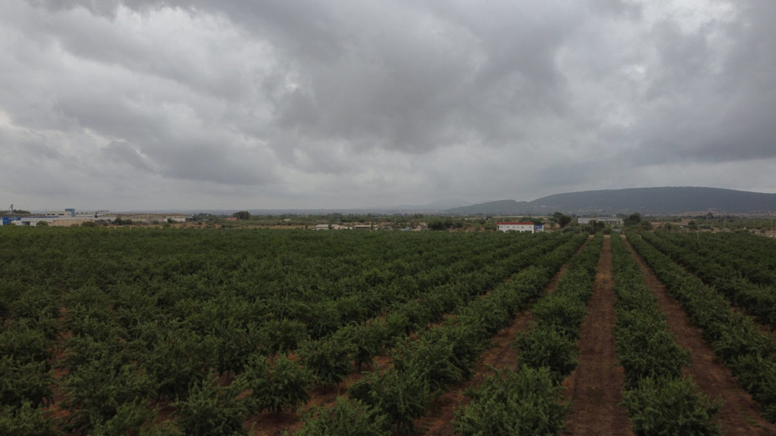 Almendros replantados en regadío en las Islas Baleares