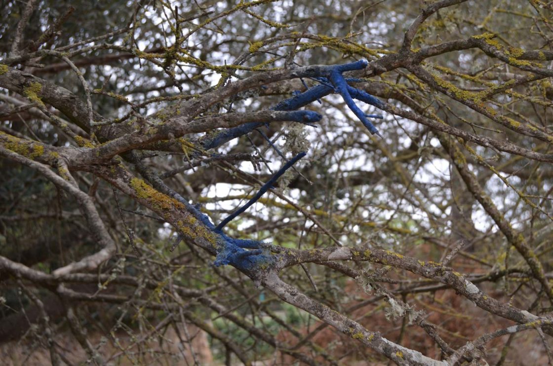 Acebuches marcados con spray azul para ser talados por las autoridades baleares